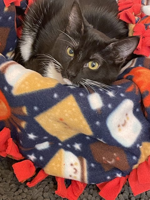 Cozy Feline Resting on a Quilted Blanket