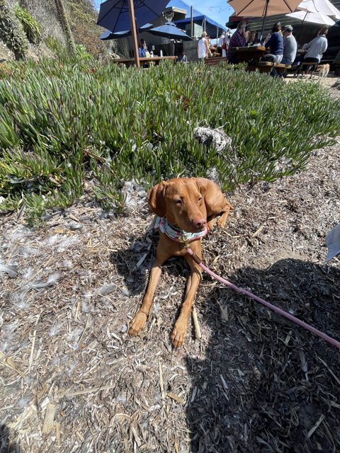 Puppy Love in Bodega Bay