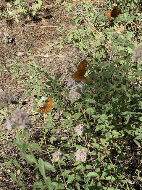 Butterflies Amidst the Herbal Greenery