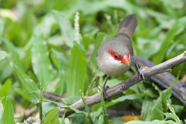 Vivid Glimpse at the Honolulu Zoo: The Red-faced Finch