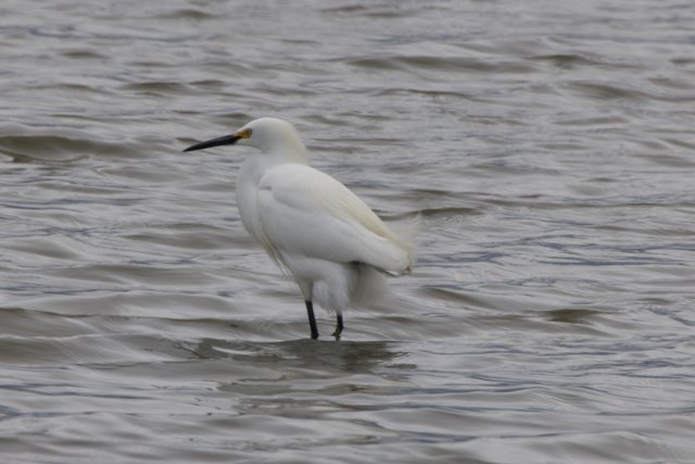 Graceful Sentinel of the Bay