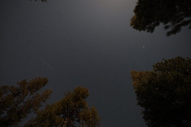Meteor Streak Over Pine Trees at Mount Lassen