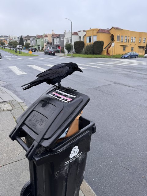 Urban Observations: The Crow's Perch