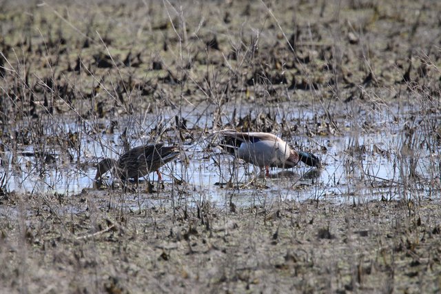 Green-winged Teal Pair Foraging in Shallow Wetland