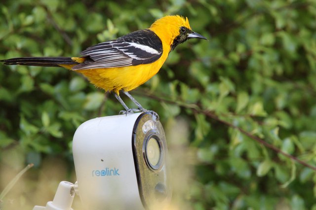 Hooded Oriole Perched on Security Camera