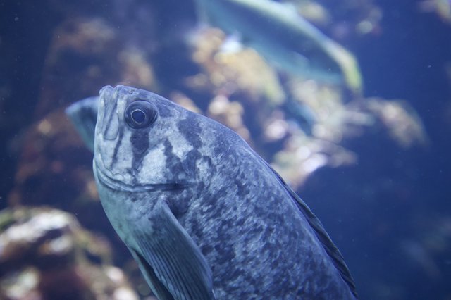 Blue-Tinted Fish Portrait in Aquarium Setting