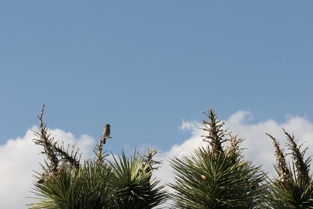 Feathered Friend in a Blue Sky
