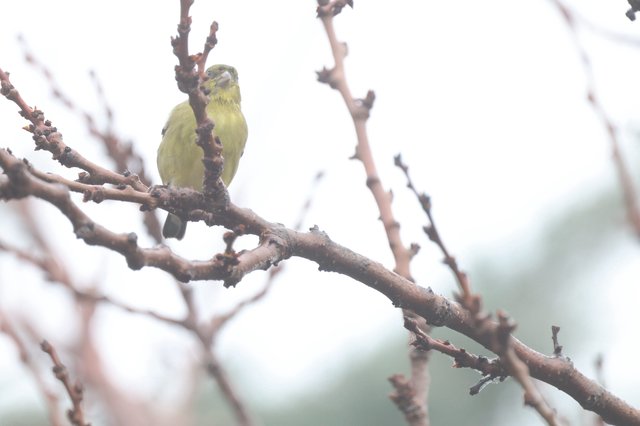 Yellow Finch Perched on Bare Winter Branch
