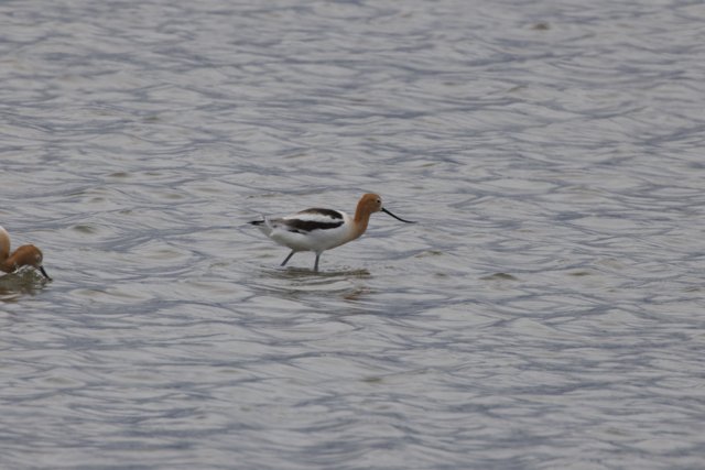 Duo of Elegance: Sandpipers at San Pablo Bay