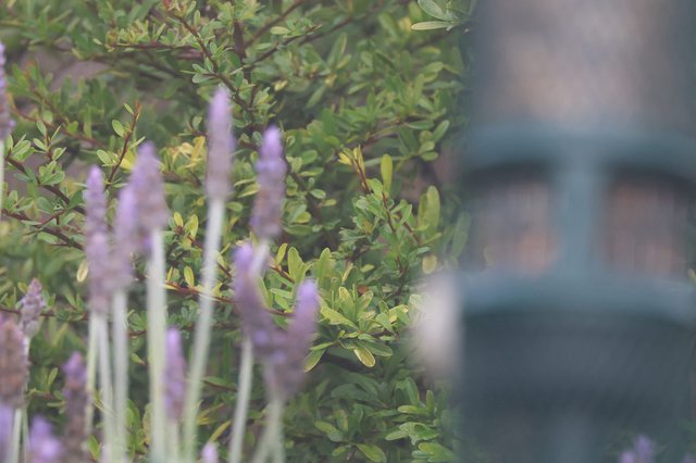 Lavender Spikes Behind Delicate Green Foliage