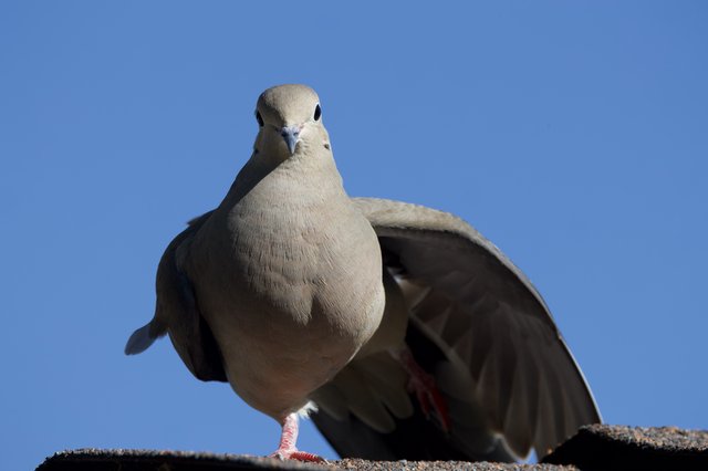 Red-footed Pigeon Portrait Against Clear Blue Sky