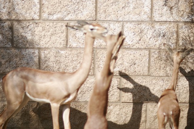Graceful Gazelles