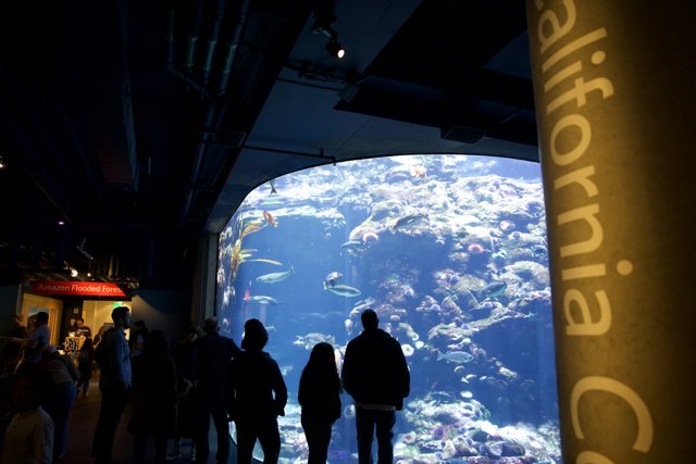 Enchanting Glimpses of the Deep at Golden Gate Park Academy of Sciences