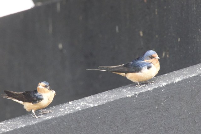 Feathered Companions of San Pablo Bay