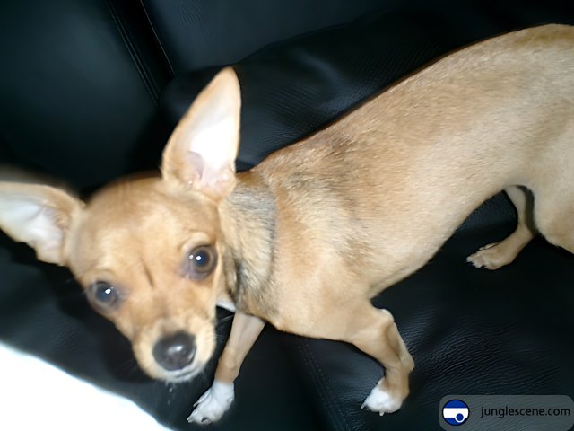 Little Chihuahua on a Leather Couch