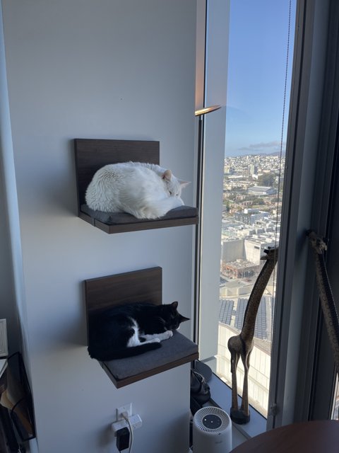 Feline Friends on a Sunny Windowsill