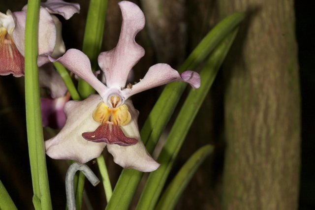 Exquisite Orchids in the Dense Forest