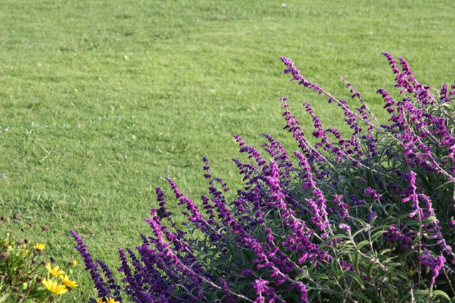 Purple Snapdragon amidst the Grass