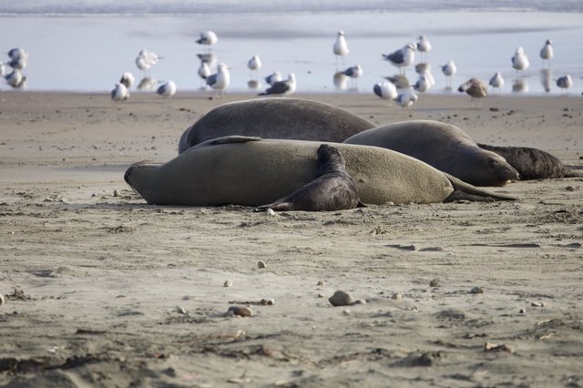 Elephant Seals Resting on Drakes Beach