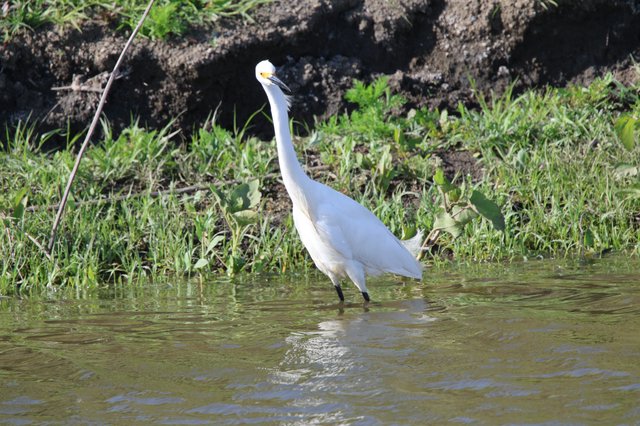 Snowy Egret Wading in Shallow Wetland Waters