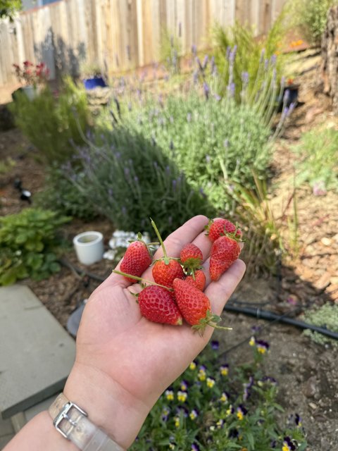 Garden Delights