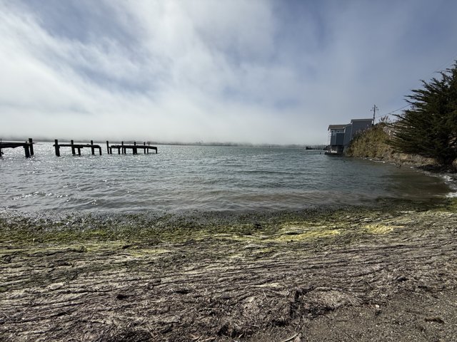 Tranquil Moments at Bodega Bay