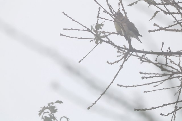 Solitary Bird Perched on Bare Winter Branch