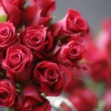 Stunning Bouquet of 13 Red Roses