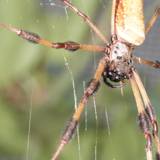 Garden Spider showcasing its long legs and tail