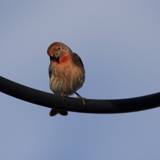 Perched Elegance