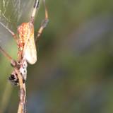 Garden Spider with a Vibrant Body