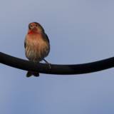 Perched in Harmony