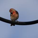 Perched Beauty