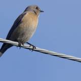 Perched Beauty