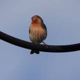Serenity on a Wire