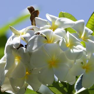 Serenity in Bloom: Frangipani Delights