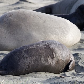 Mother and Pup Elephant Seals Resting on Drakes Beach