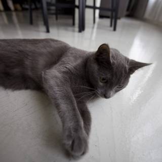 Cozy Cat on Hardwood Floor