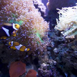 A Colorful Pair in the Coral Reef