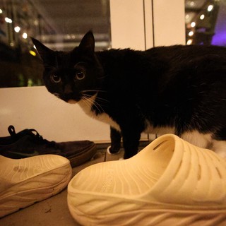 Black Cat Inspecting Foam Sneakers Indoors at Night