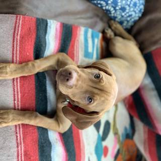 Cozy Pup on Vibrant Blanket