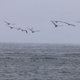 Pelicans Soaring Over Stormy Gray Ocean Waters