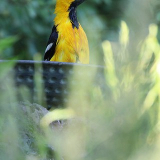 Hooded Oriole Bathing in Garden Bird Bath