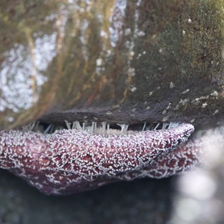 Sea Star Feeding Beneath Rocky Tide Pool Boulder