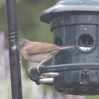 Dark-eyed Junco Feeding at Black Bird Feeder