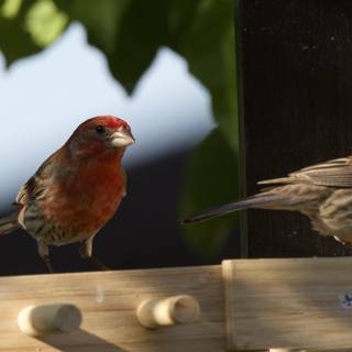 Feathered Companions