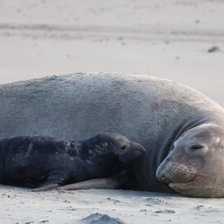 Elephant Seal Mother and Pup Resting on Beach