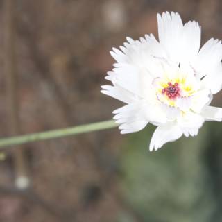 A White Daisy in a Sunny Field