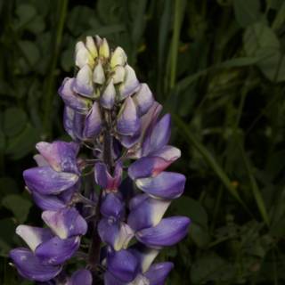 A Beautiful Lupine Flower in a Field
