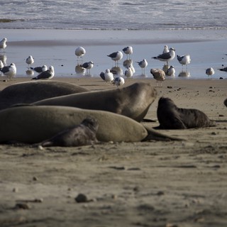 Elephant Seals Resting at Drakes Beach with Seagulls